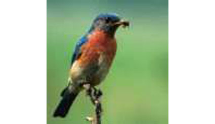 Blue Bird