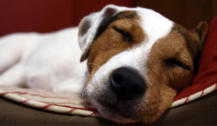 dog-sleeping dog bed